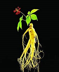 Ginseng Seeds 10+ Chinese Panax Ginseng