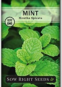 Sow Right Seeds – Mint Seed for Planting