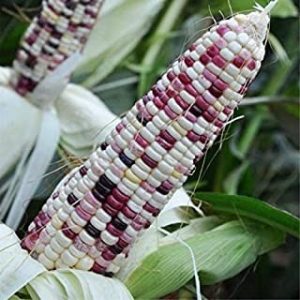 Corn Seeds 20g Glass Gem Corn Sweet Giant