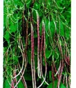 Heirloom Asian Mosaic Yard Long Bean Seeds