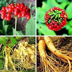 XKSIKjian’s Garden 50 Pcs Asian Chinese/Korean